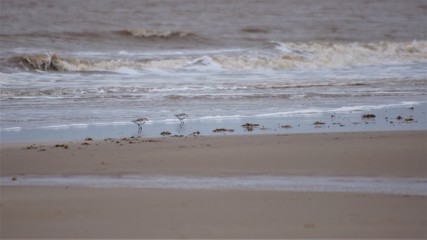 Birds on Beach Gibraltar Point Lincolnshire