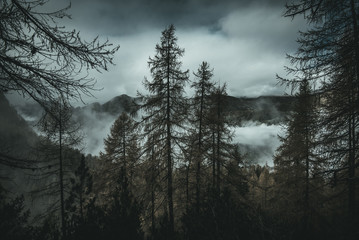 mountain forest moody landscape - cinematic look image