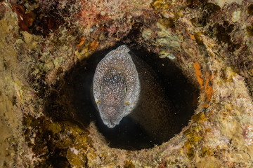 Moray eel Mooray lycodontis undulatus in the Red Sea, eilat israel