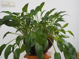 Drimiopsis maculata bulbous perennial. Has oblong leaves in the shape of a heart with characteristic spots on them. During dormancy, the spots disappear.