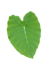 Fototapeta na wymiar Large heart shaped green leaves of Elephant ear or taro (Colocasia species) the tropical foliage plant isolated on white background, clipping path included, 