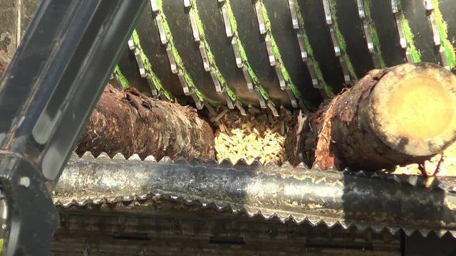 Tree trunks being shredded by an industrial machine