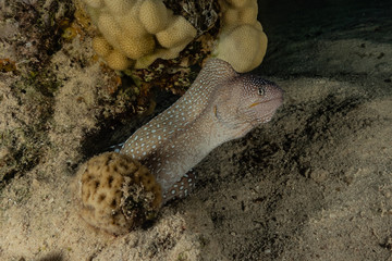 Moray eel Mooray lycodontis undulatus in the Red Sea, eilat israel