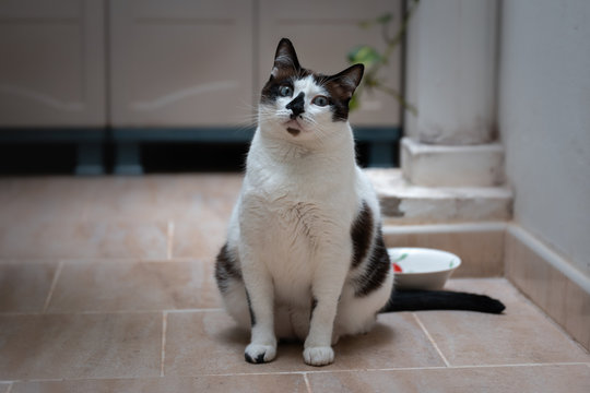 gato gordo blanco y negro espera ansiosamente su comida