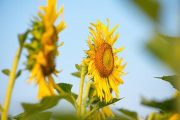Sunflower on natural background. Sunflower blooming in garden