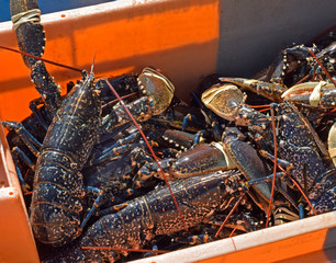 Fresh lobster bound for market