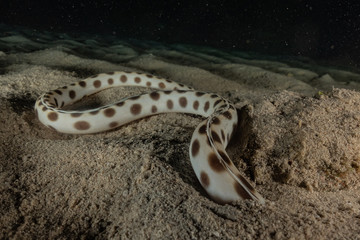 Tiger Snake Eel in the Red Sea Colorful and beautiful, Eilat Israel