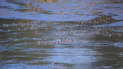 Soldier crab on beach NSW Australia