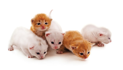 Group small kittens.