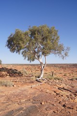 Gumtree in Australian outback