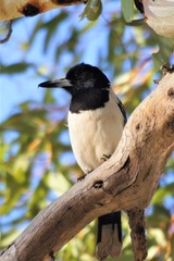 Pied butcher bird