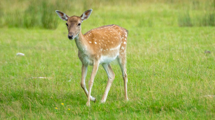 Naklejka na ściany i meble Baby Deer in field