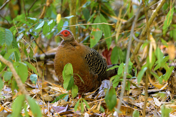 Siamese Fireback (Lophura diardi) at national park in Thailand.