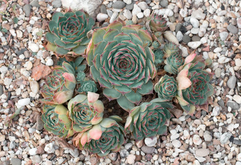 Flowerbed with rocks and Sempervivum or houseleeks. Nature background. Succulent plant close-up