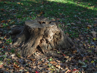 Fototapeta premium 秋の森で見つけた切り株