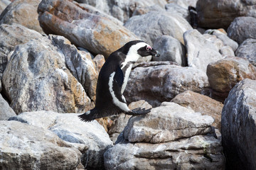 African penguin (Spheniscus demersus) just landing on a stone after a big leap, Betty's Bay, South Africa