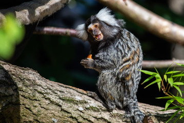 Common Marmoset