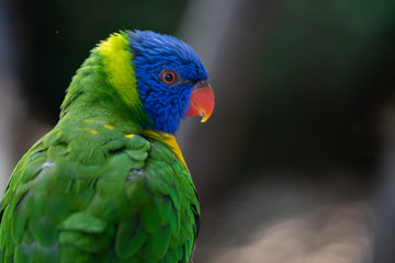 Lorikeet