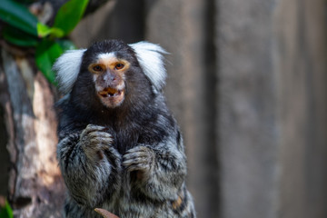 Common Marmoset