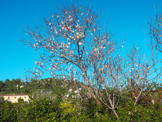 Mallorca im Frühling - Mandelbaum