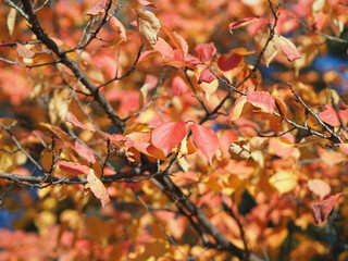 ソメイヨシノの紅葉