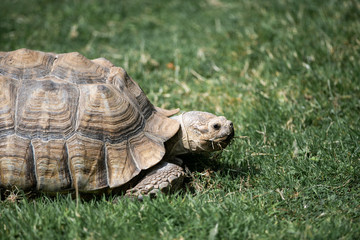 Tortoise