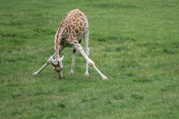 Rothschild Giraffe