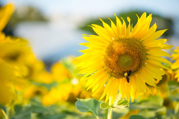 Obraz premium Sunflower and bumble bee on natural background. Sunflower blooming in garden