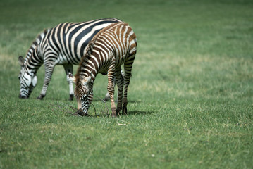 Fototapeta na wymiar Grant's Zebra