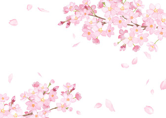 春の花：さくらと散る花びらのフレーム　水彩イラストのトレースベクター