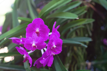 Beautiful orchid flowers in the garden