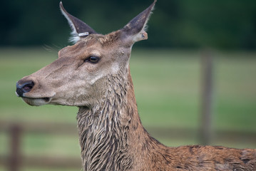 Red Deer