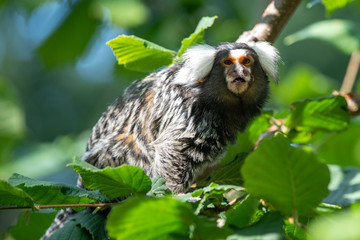 Common Marmoset