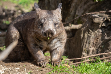 Wombat