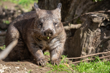 Naklejka na ściany i meble Wombat