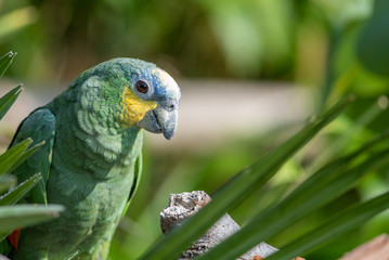 Parakeet