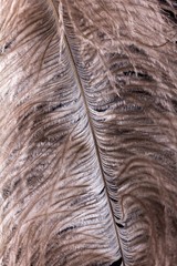 Feather ostrich on black background, bird plume,  closeup.