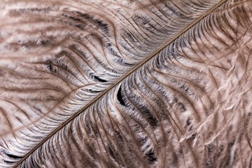 Feather ostrich on black background, bird plume,  macro animal.