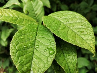 green leaf with drops of water