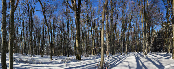 landscape in deciduous winter forest