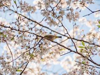 Obraz premium 桜の木の枝にとまる野鳥