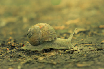 Large snail along ground cover.