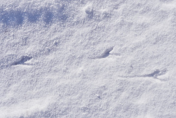Fototapeta na wymiar traces of bird on snow