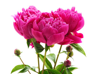 Obraz premium Bouquet flower of the peony.