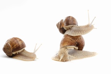 snail white background animal brown. shell tentacle.