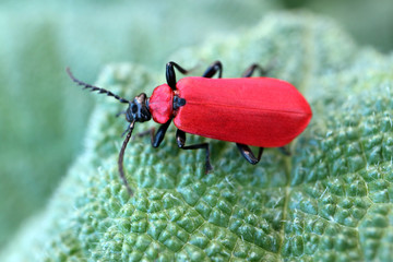 Red Cardinal Beetle