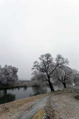 Obraz na płótnie Canvas Frosty trees along the river Sajo on a winter day