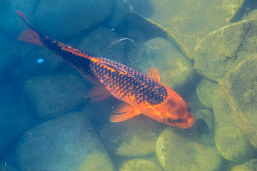 Japan Koifish Carp in Koi pond