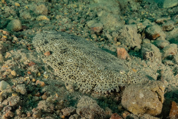 Fish swim in the Red Sea, colorful fish, Eilat Israel