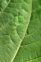 Fototapeta na wymiar Green Leaf Macro